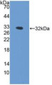 Western Blot; Sample: Recombinant HPX, Rat.