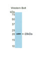 Western Blot; Sample: Recombinant protein.