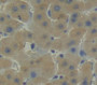 Hemopexin (Hpx) Polyclonal Antibody, Cat#CAU24913