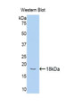 Western Blot; Sample: Recombinant protein.