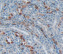 Interleukin 33 (Il33) Polyclonal Antibody, Cat#CAU24924