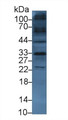 Western Blot; Sample: Mouse Heart lysate; Primary Ab: 3µg/ml Rabbit Anti-Human TKA1 Antibody Second Ab: 0.2µg/mL HRP-Linked Caprine Anti-Rabbit IgG Polyclonal Antibody