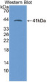 Western Blot; Sample: Recombinant protein.