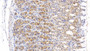 DAB staining on IHC-P. Samples: Rat Tissue)