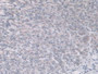 DAB staining on IHC-P; Samples: Mouse Stomach Tissue.