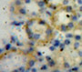 Used in DAB staining on fromalin fixed paraffin-embedded Kidney tissue