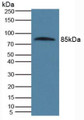 Western Blot; Sample: Human Serum.