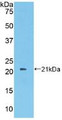 Western Blot; Sample: Recombinant PROS, Human.