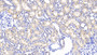 DAB staining on IHC-P. Samples: Rat Tissue)