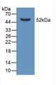 Western Blot; Sample: Recombinant APOD, Mouse.