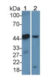 Western Blot; Sample: Lane1: Rat Serum; Lane2: Mouse Serum; Primary Ab: 1µg/mL Rabbit Anti-Rat APOA4 Antibody; Second Ab: 0.2µg/mL HRP-Linked Caprine Anti-Rabbit IgG Polyclonal Antibody;