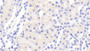 DAB staining on IHC-P; Samples: Mouse Kidney Tissue;  Primary Ab: 20μg/ml Rabbit Anti-Mouse SDC1 Antibody Second Ab: 2µg/mL HRP-Linked Caprine Anti-Rabbit IgG Polyclonal Antibody 