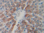 DAB staining on IHC-P; Samples: Rat Liver Tissue;  Primary Ab: 20µg/ml Rabbit Anti-Rat CAPN1 Antibod