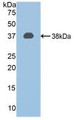 Western Blot; Sample: Recombinant CAPN1, Mouse.