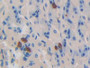 DAB staining on IHC-P; Samples: Mouse Stomach Tissue; Primary Ab: 10µg/ml Rabbit Anti-Mouse DNM1 Antibody Second Ab: 2µg/mL HRP-Linked Caprine Anti-Rabbit IgG Polyclonal Antibody