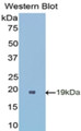 Western Blot; Sample: Recombinant protein.