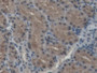 DAB staining on IHC-P; Samples: Porcine Kidney Tissue; Primary Ab: 20µg/ml Rabbit Anti-Porcine SOD1 Antibody Second Ab: 2µg/mL HRP-Linked Caprine Anti-Rabbit IgG Polyclonal Antibody