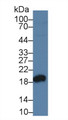 Western Blot; Sample: Human Jurkat cell lysate; Primary Ab: 3µg/ml Rabbit Anti-Gallus SOD1 Antibody Second Ab: 0.2µg/mL HRP-Linked Caprine Anti-Rabbit IgG Polyclonal Antibody