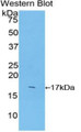 Western Blot; Sample: Recombinant protein.