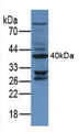 Western Blot; Sample: Mouse Testis Tissue.