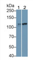 Western Blot; Sample: Recombinant CD34, Mouse.