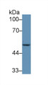 Western Blot; Sample: Human MCF7 cell lysate; Primary Ab: 5µg/ml Rabbit Anti-Mouse IRF6 Antibody Second Ab: 0.2µg/mL HRP-Linked Caprine Anti-Rabbit IgG Polyclonal Antibody