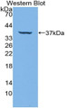 Western Blot; Sample: Recombinant protein.