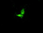 Figure:FITC staining on IHC-P&lt;br/&gt;Sample: A549 cells