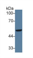 Western Blot; Sample: Human A549 cell lysate; Primary Ab: 3µg/ml Rabbit Anti-Human IRF6 Antibody Second Ab: 0.2µg/mL HRP-Linked Caprine Anti-Rabbit IgG Polyclonal Antibody