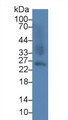 Western Blot; Sample: Mouse Liver lysate; Primary Ab: 5µg/ml Rabbit Anti-Mouse GSTa2 Antibody Second Ab: 0.2µg/mL HRP-Linked Caprine Anti-Rabbit IgG Polyclonal Antibody