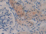 DAB staining on IHC-P; Samples: Mouse Kidney Tissue;  Primary Ab: 10µg/ml Rabbit Anti-Mouse GSTa2 An