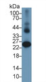 Western Blot; Sample: Human Liver lysate; ; Primary Ab: 2µg/ml Rabbit Anti-Human GSTa2 Antibody; Second Ab: 0.2µg/mL HRP-Linked Caprine Anti-Rabbit IgG Polyclonal Antibody;