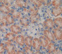 Monoamine Oxidase A (Maoa) Polyclonal Antibody, Cat#CAU25001