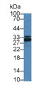 Western Blot; Sample: Mouse Liver lysate; Primary Ab: 2µg/mL Rabbit Anti-Human IKBIP Antibody Second Ab: 0.2µg/mL HRP-Linked Caprine Anti-Rabbit IgG Polyclonal Antibody