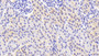 DAB staining on IHC-P; Samples: Porcine Kidney Tissue;  Primary Ab: 20μg/ml Rabbit Anti-Porcine TGFb3 Antibody Second Ab: 2µg/mL HRP-Linked Caprine Anti-Rabbit IgG Polyclonal Antibody 