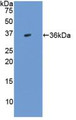 Western Blot; Sample: Recombinant TGFb3, Human.