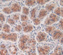 DAB staining on IHC-P; Samples: Human Stomach Tissue