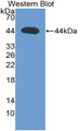 Western Blot; Sample: Recombinant protein.