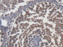 DAB staining on IHC-P; Samples: Mouse Testis Tissue