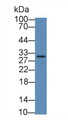 Western Blot; Sample: Human Liver lysate; Primary Ab: 2µg/mL Rabbit Anti-Mouse NF2 Antibody Second Ab: 0.2µg/mL HRP-Linked Caprine Anti-Rabbit IgG Polyclonal Antibody