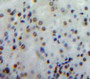 Used in DAB staining on fromalin fixed paraffin-embedded Kidney tissue