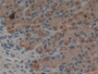 DAB staining on IHC-P; Samples: Rat Stomach Tissue;  Primary Ab: 10µg/ml Rabbit Anti-Rat EREG Antibo