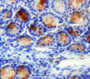 Used in DAB staining on fromalin fixed paraffin-embedded Intestine tissue