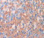 Syndecan 4 (Sdc4) Polyclonal Antibody, Cat#CAU25030