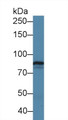 Western Blot; Sample: Porcine Cerebrum lysate; Primary Ab: 2µg/ml Rabbit Anti-Human TNX Antibody Second Ab: 0.2µg/mL HRP-Linked Caprine Anti-Rabbit IgG Polyclonal Antibody