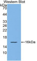 Western Blot; Sample: Recombinant protein.