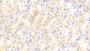 DAB staining on IHC-P; Samples: Mouse Kidney Tissue;  Primary Ab: 20μg/ml Rabbit Anti-Mouse MIg Antibody Second Ab: 2µg/mL HRP-Linked Caprine Anti-Rabbit IgG Polyclonal Antibody 