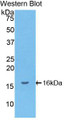 Western Blot; Sample: Recombinant protein.