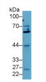 Western Blot; Sample: Human MCF7 cell lysate; Primary Ab: 2µg/mL Rabbit Anti-Mouse Smad4 Antibody Second Ab: 0.2µg/mL HRP-Linked Caprine Anti-Rabbit IgG Polyclonal Antibody