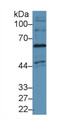 Western Blot; Sample: Human Hela cell lysate; Primary Ab: 1µg/ml Rabbit Anti-Human NOX4 Antibody Second Ab: 0.2µg/mL HRP-Linked Caprine Anti-Rabbit IgG Polyclonal Antibody